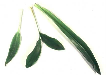 Bärlauch (links), Maiglöckchen(Mitte) und Herbstzeitlose (rechts)