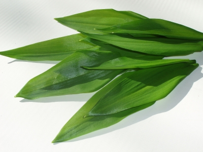 Bärlauch